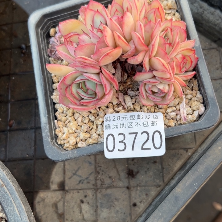 琦***婆幸运的人是我自己吧幸运