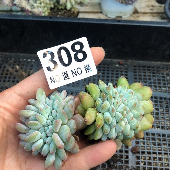 星影高板子缀化福利 308
