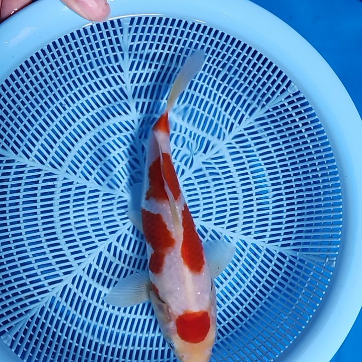 锦鲤S级留养级丸顶四段
