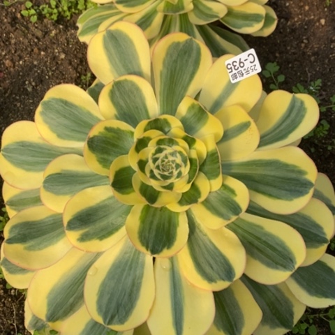 935王妃满25包邮多肉