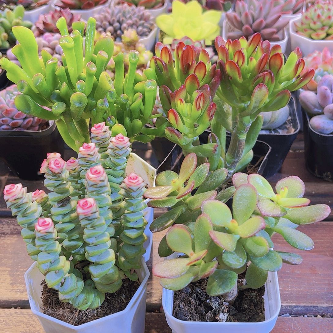 发财套餐4盆1111111111