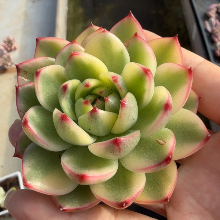 月亮是白腹轮锦主头