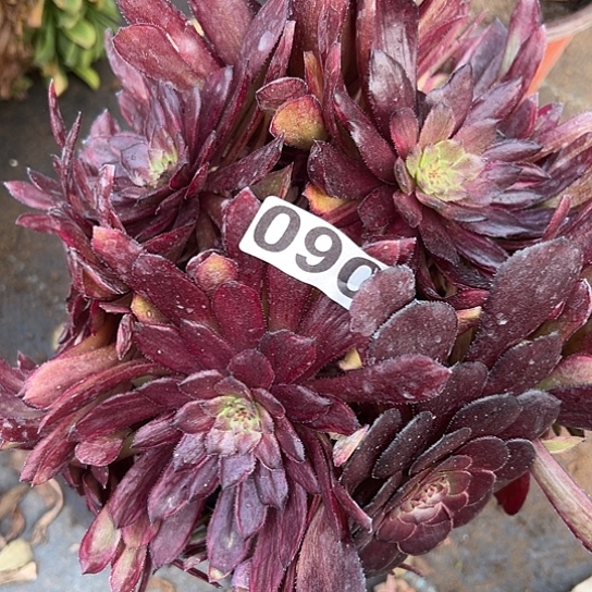 安**空多肉植物一个