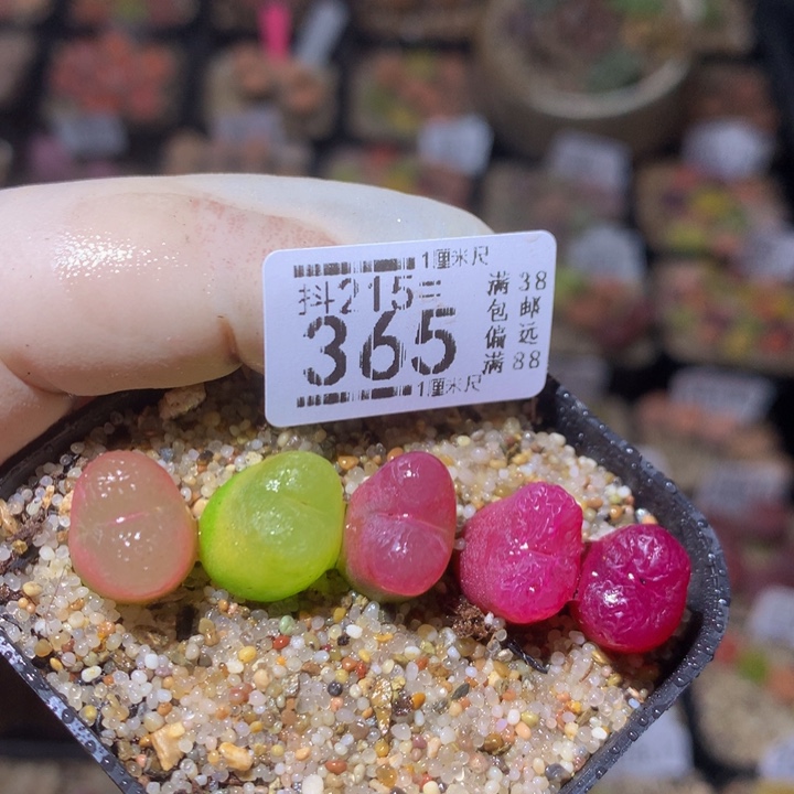 精品生石花215.365