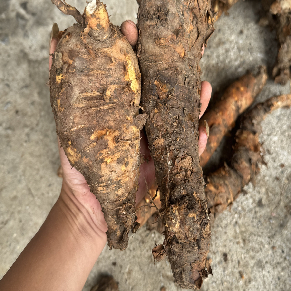 隔山消，野生隔山消，牛皮消