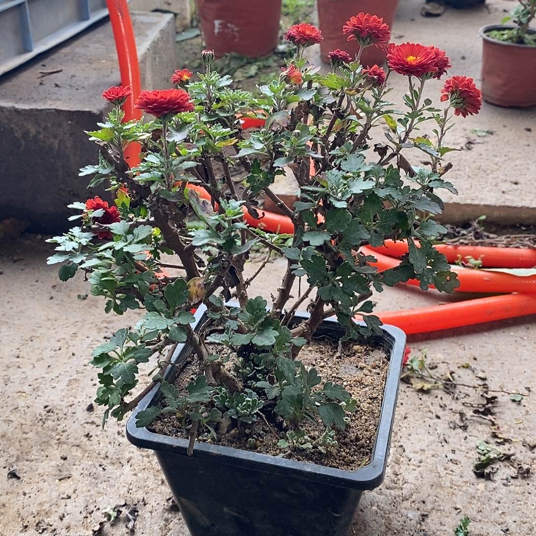 男***）完全开放菊花菊花