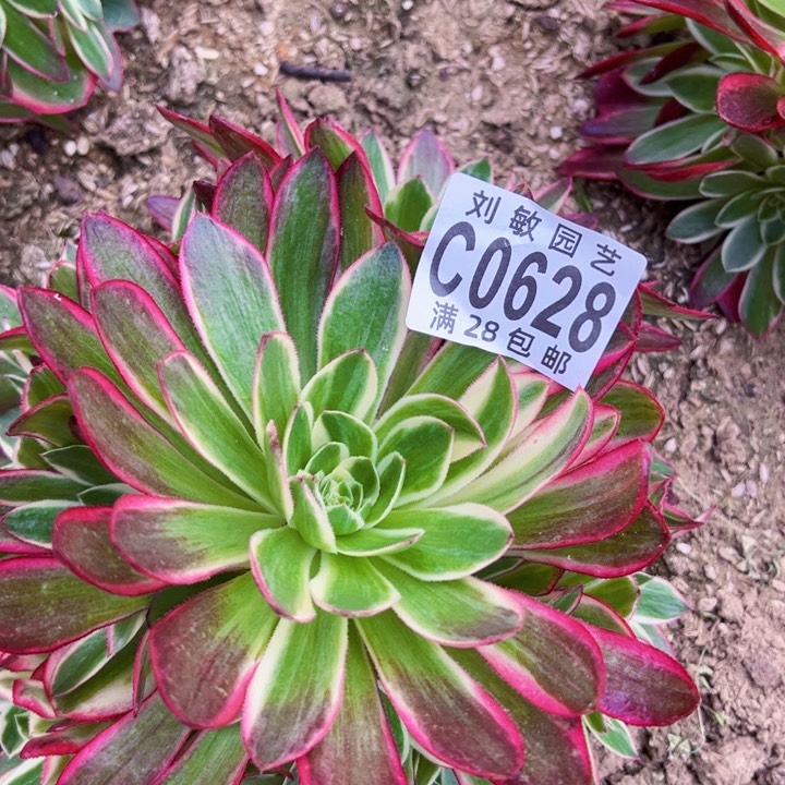 海王多肉植物法师0628