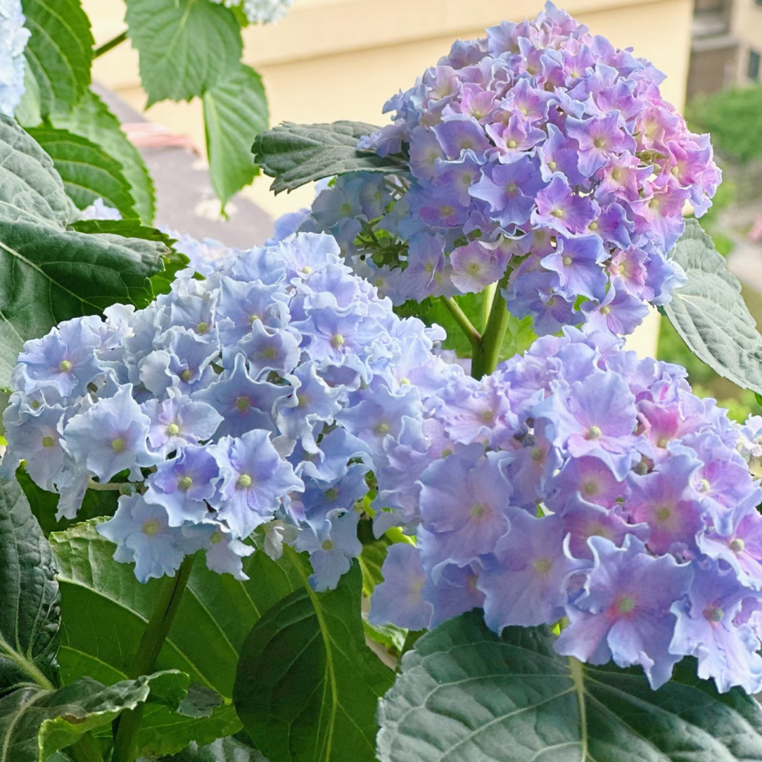 细高跟1加仑 露天种植苗