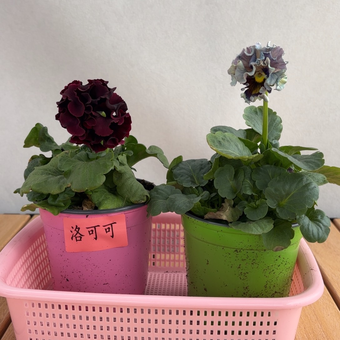 大部分开放少量花苞123