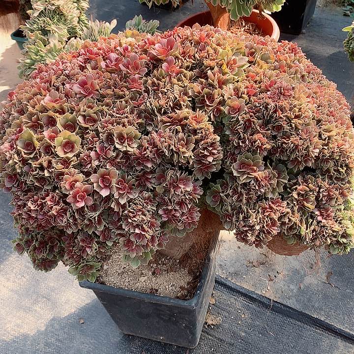 玫瑰朵朵脱土发货啊