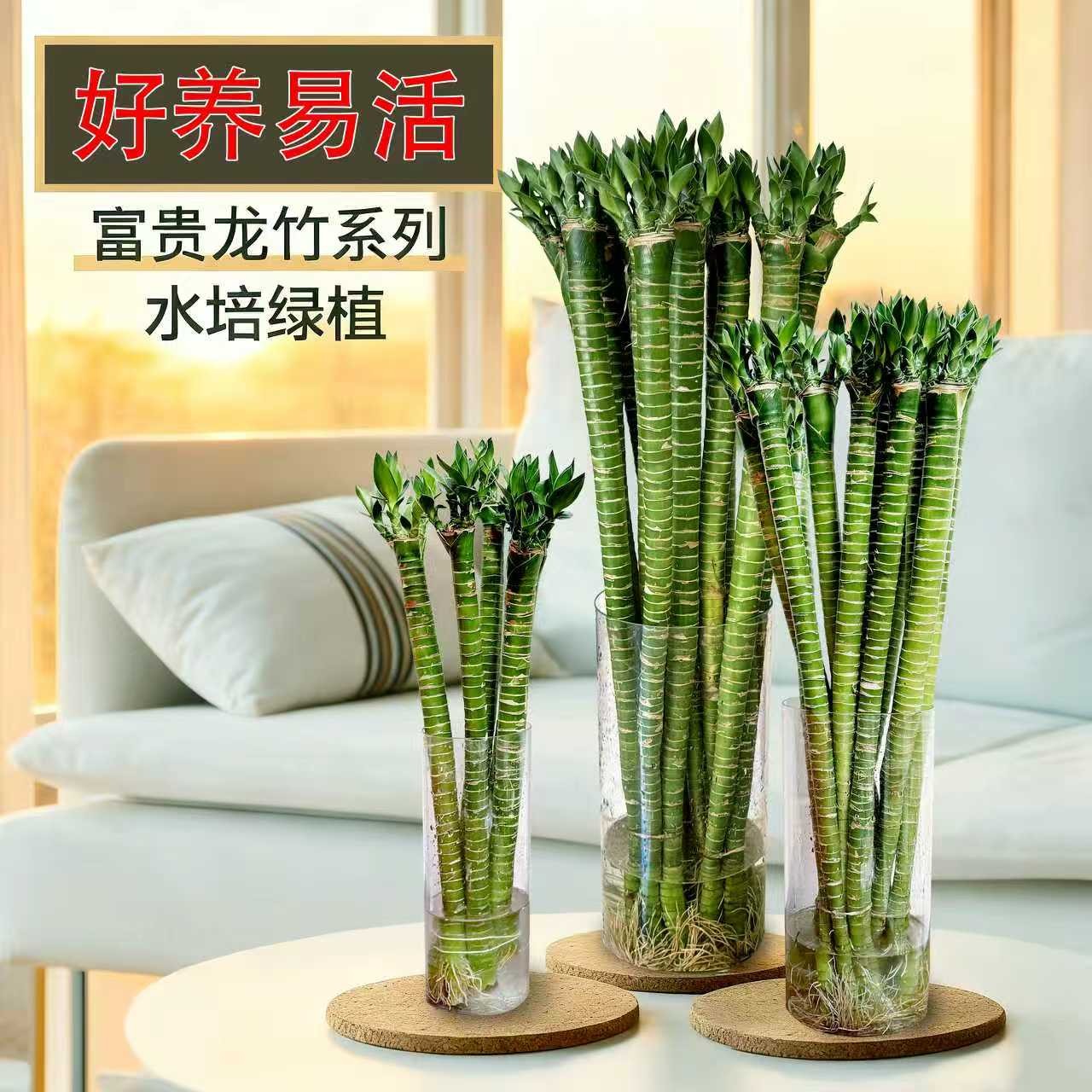 文昌竹带芽头水养龙竹富贵竹节节高升水培客厅四季常青植物学学生
