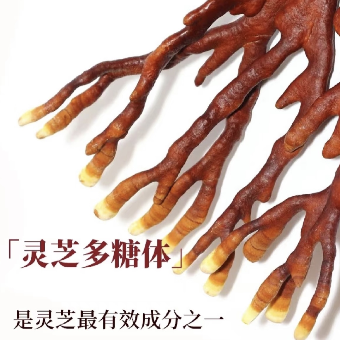 恩施高山 鹿角灵芝250克*1袋