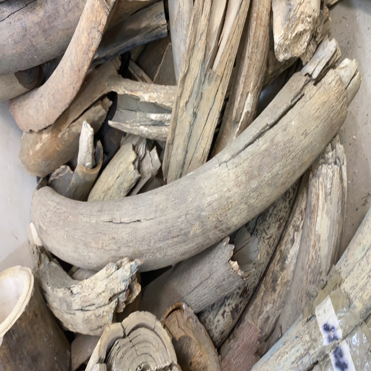 【EDC】猛犸牙原材料一物一拍/一物一图/实物以直播实时货品为准