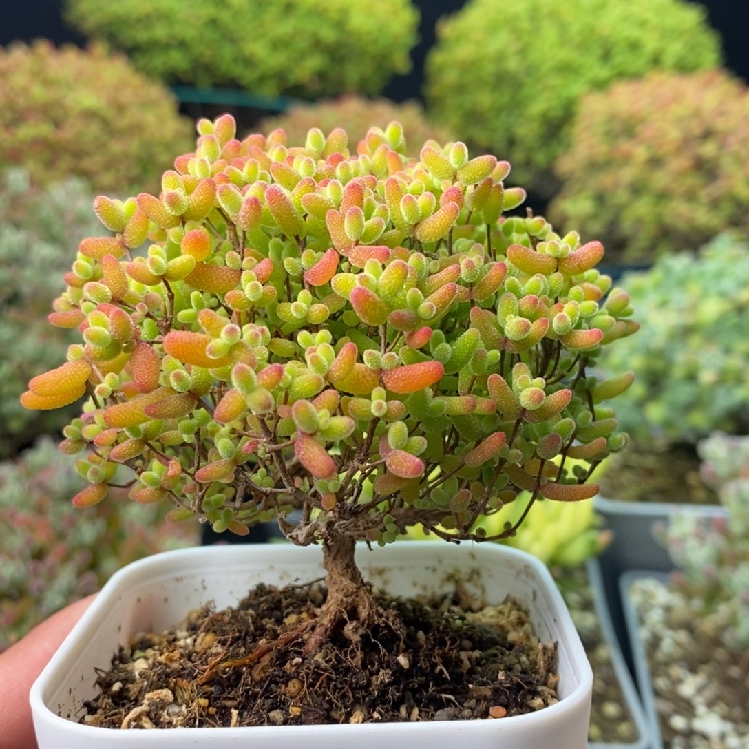 2002蜜橘糖球 。     