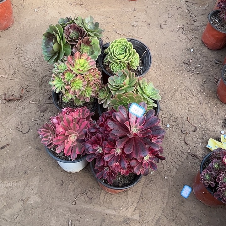 242多肉植物组合，