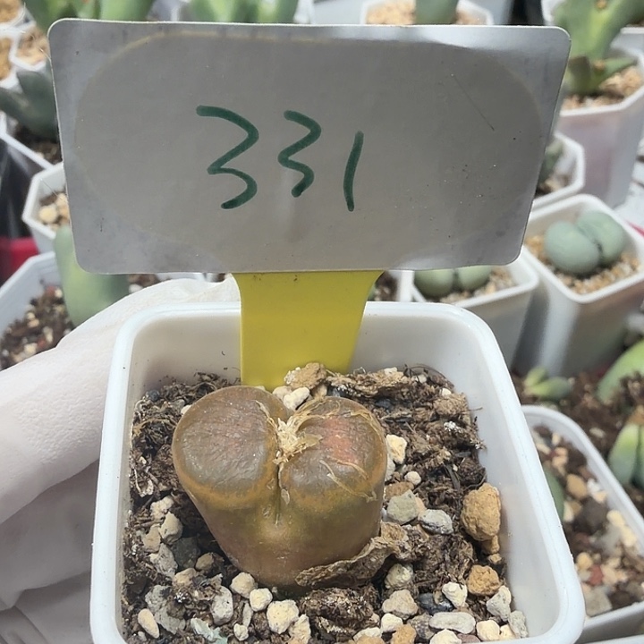 山***水331密密麻麻密密麻麻妈妈们