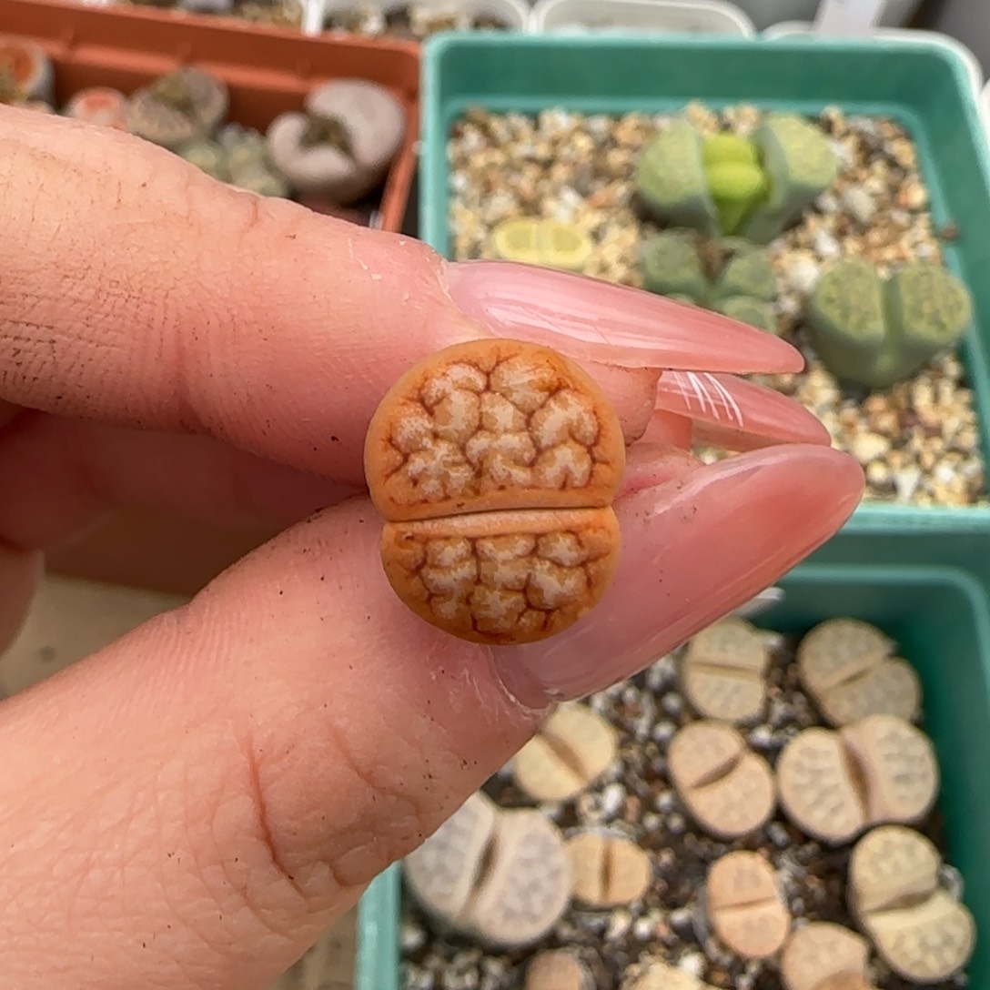 H***32.14。 262变异。 8005