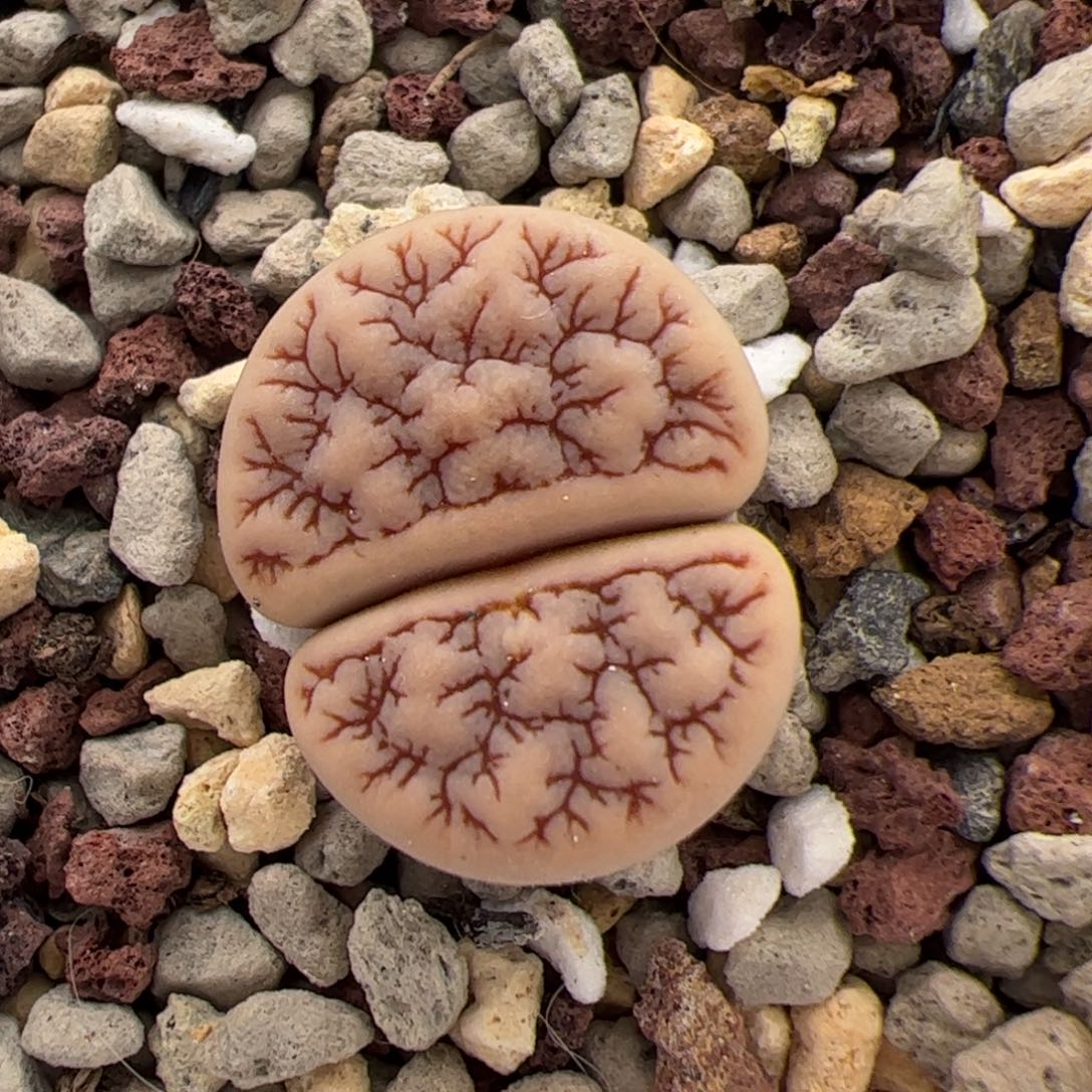 021号374 多肉植物