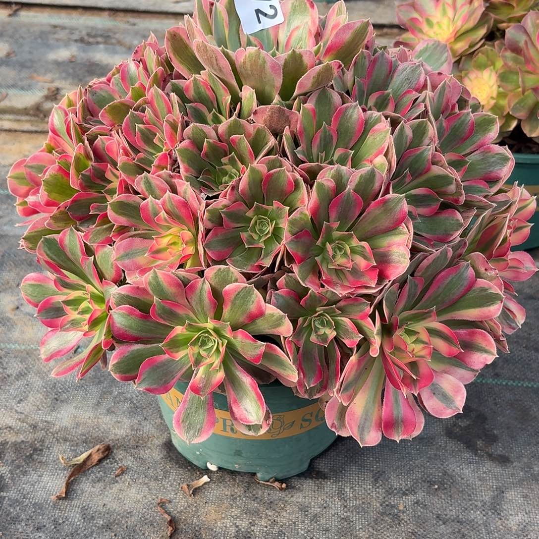 172巨大女妖多肉植物福利