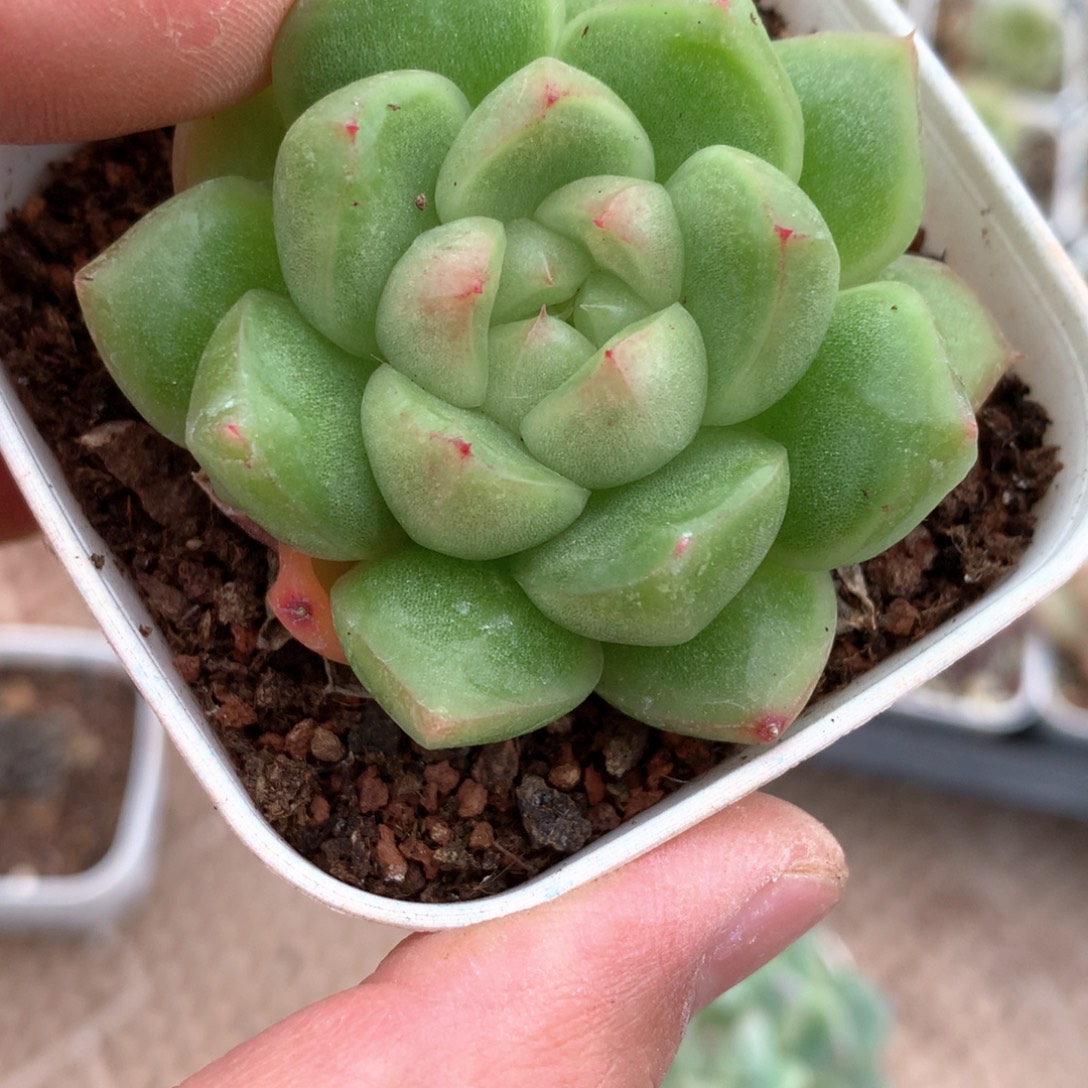 油亮东云体一颗。      20号