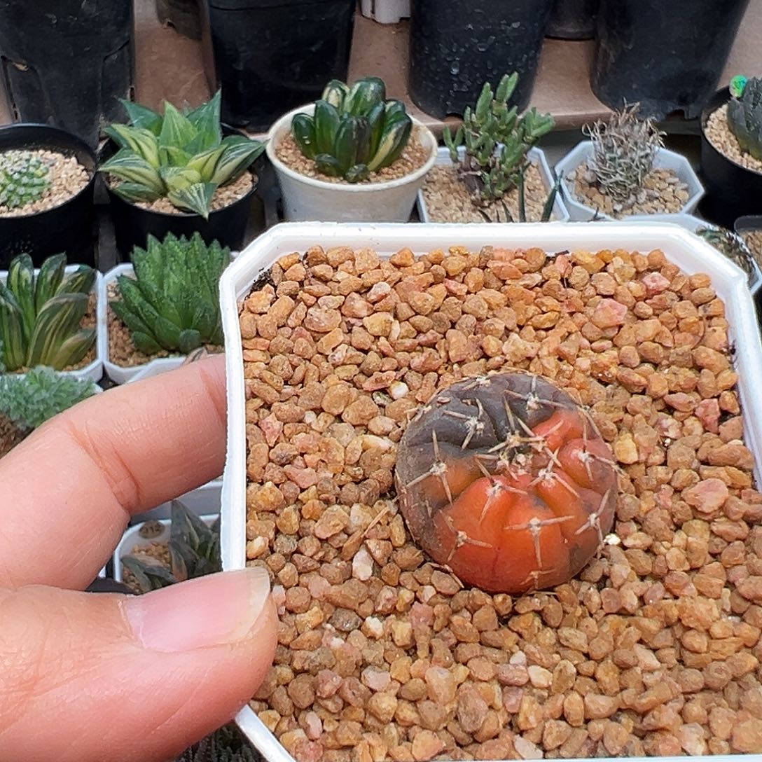 怪龙丸锦实生球2.5cm