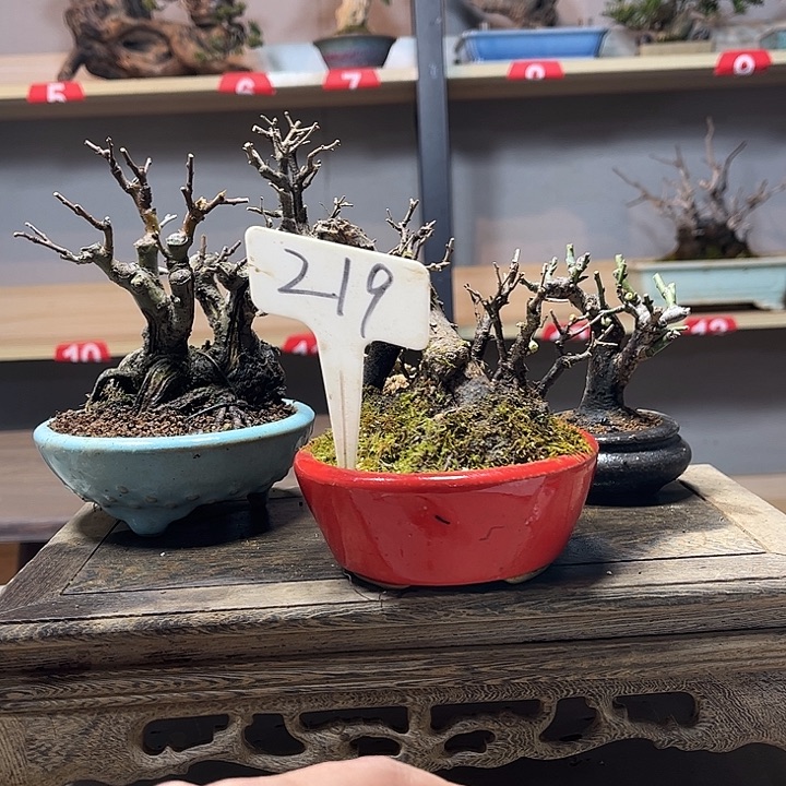风***开无花朵雀梅盆景老庄盆景