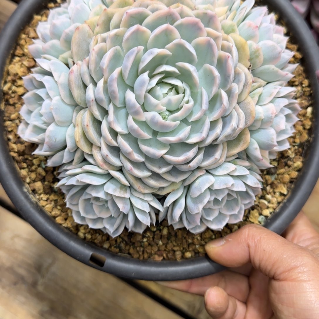 雪球锦多肉植物多肉