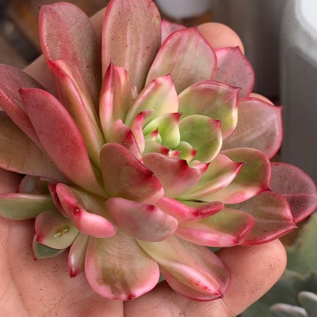 942弗朗明哥锦单头带侧芽无根