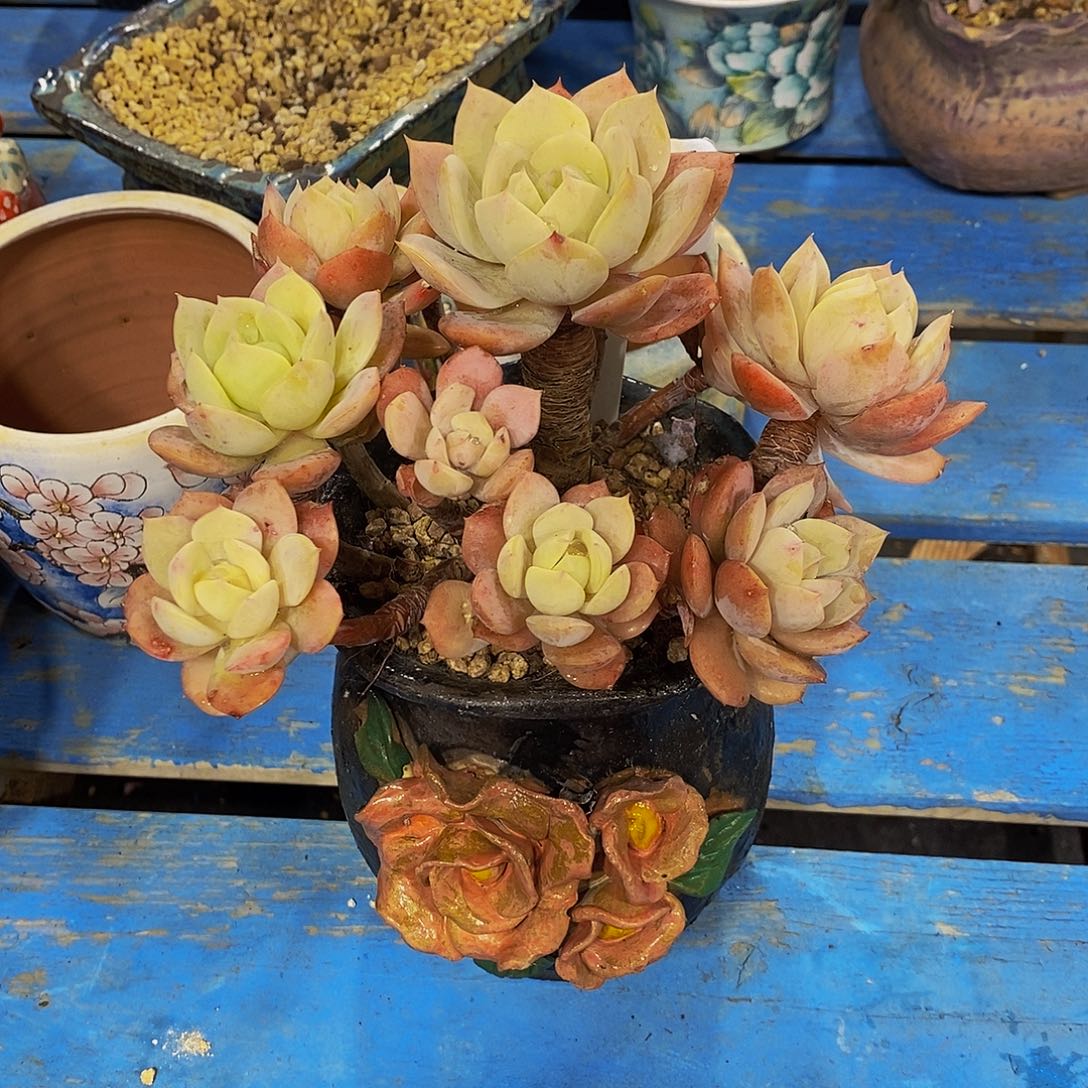 君***贝B199号带盆链接多肉