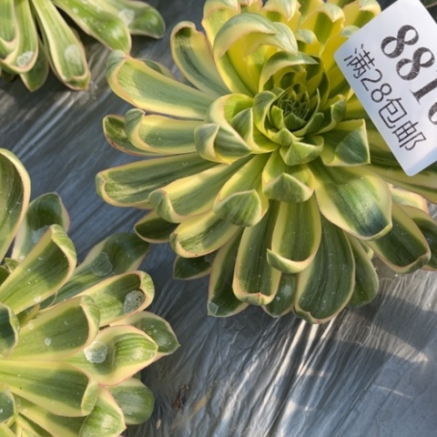 青莲多肉多肉8816