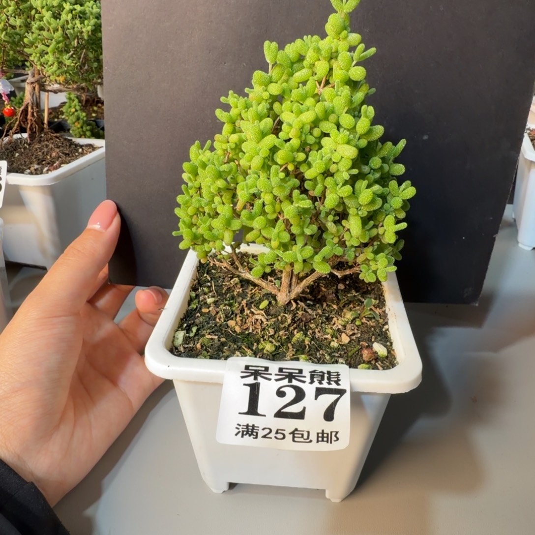 闪电购花卉园艺127