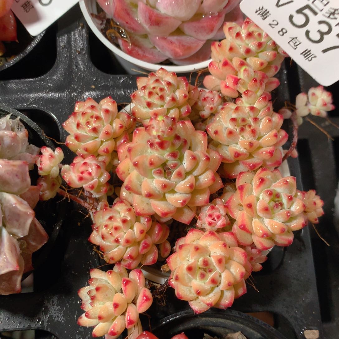 5CM拇指盆精控多肉YV537