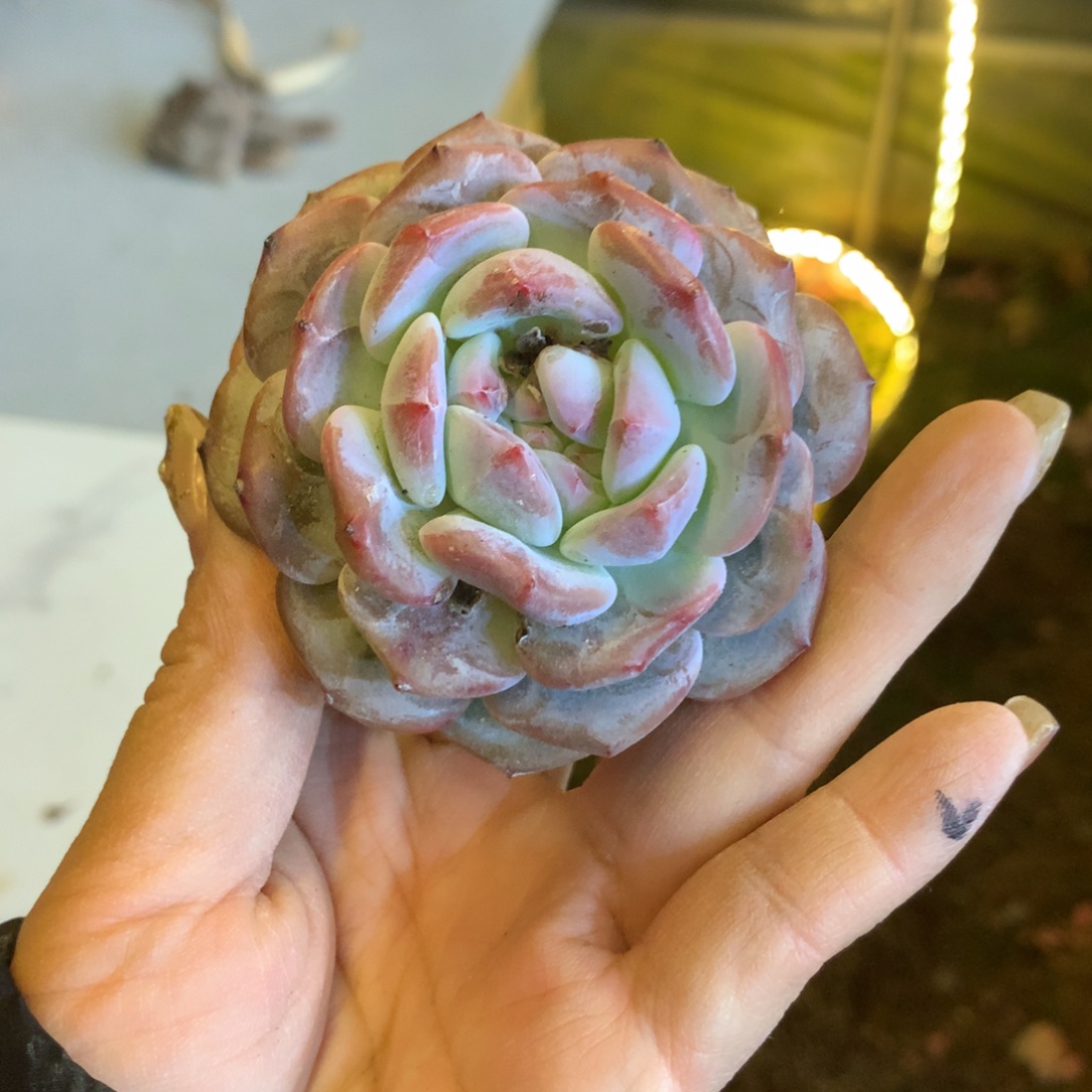 哈哈哈哈哈哈哈哈哈哈石榴籽