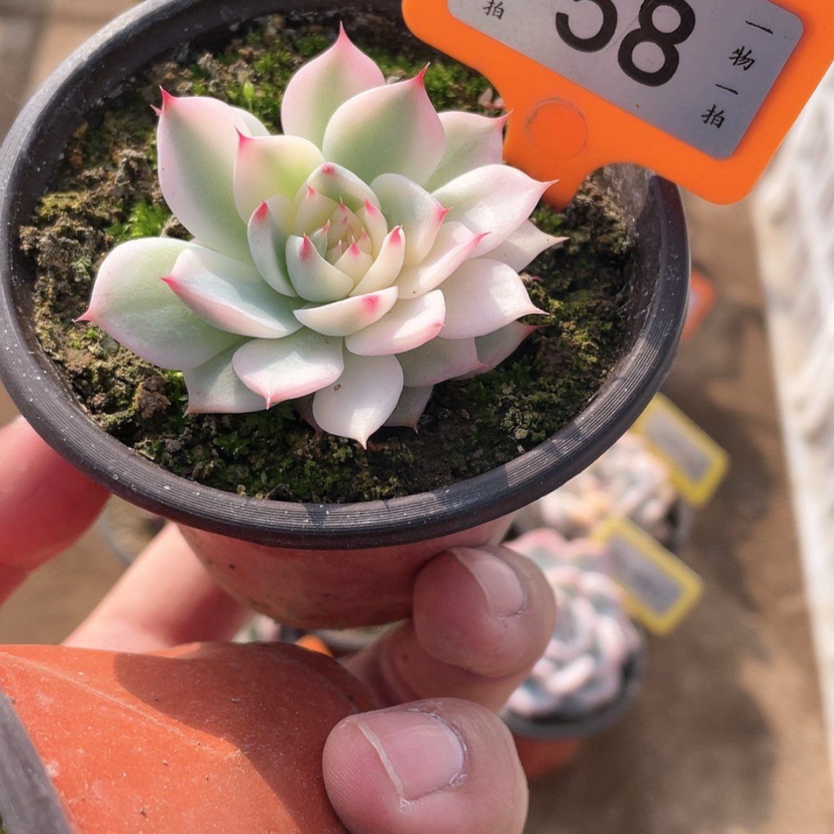 【闪购商品】58号的