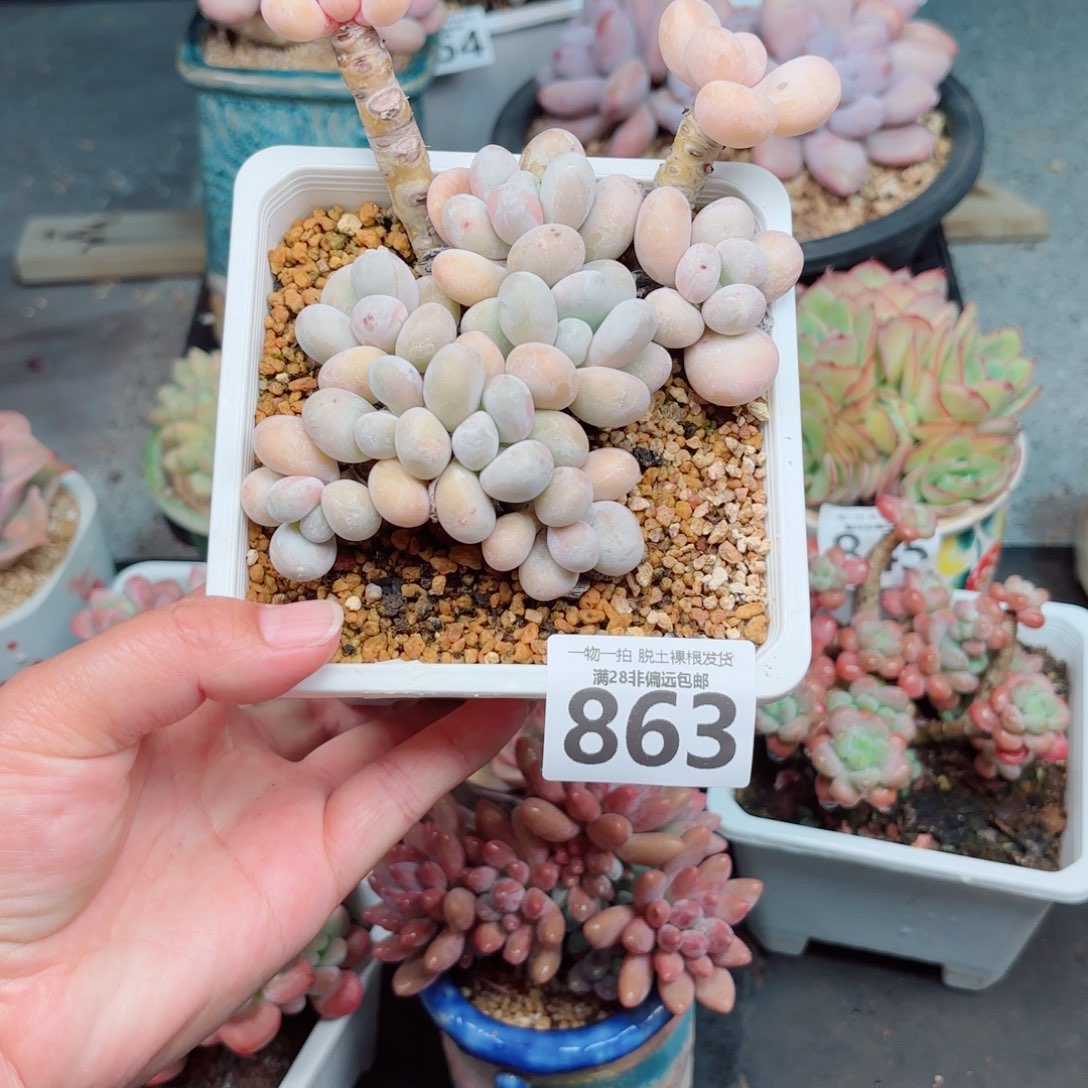 豆乳奶酪多肉多肉多肉