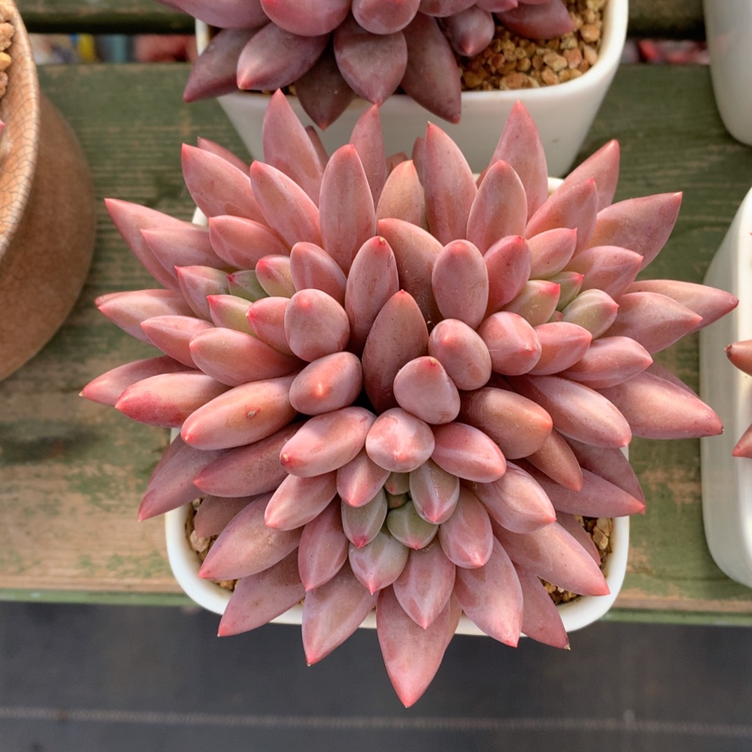 三头红蜻蜓 一颗    