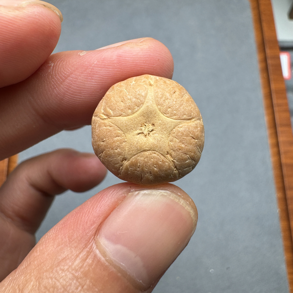 19+五星上将菩提凤眼手串三通佛头，非质量问题开孔不退
