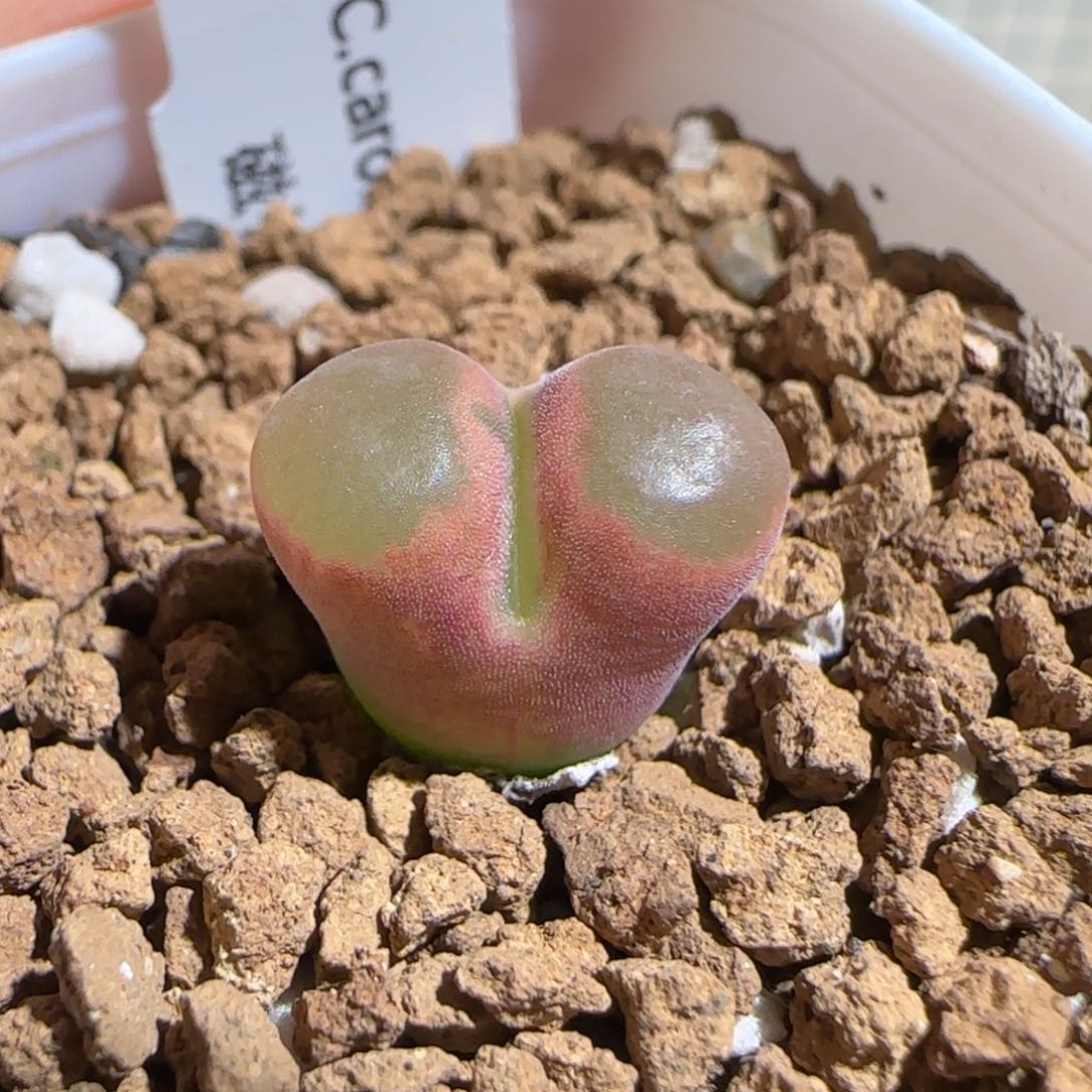肉锥多肉植物组合-磁铁363