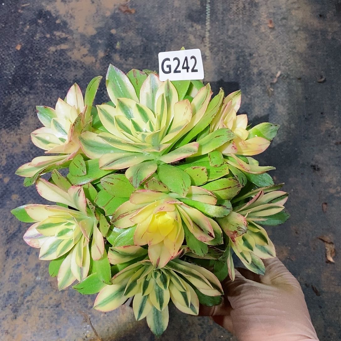 红陶242荷花3多少小颗