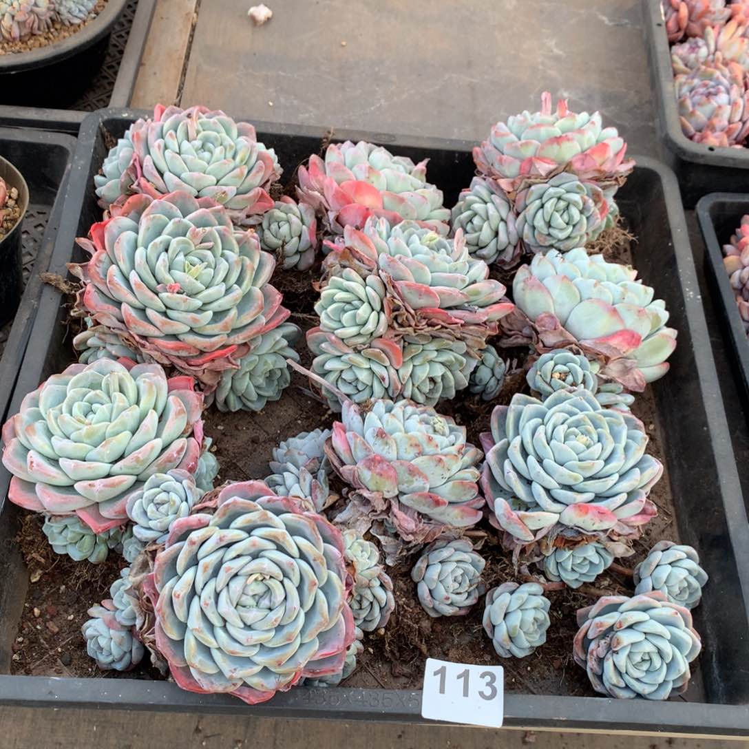 113橙子多肉植物组合