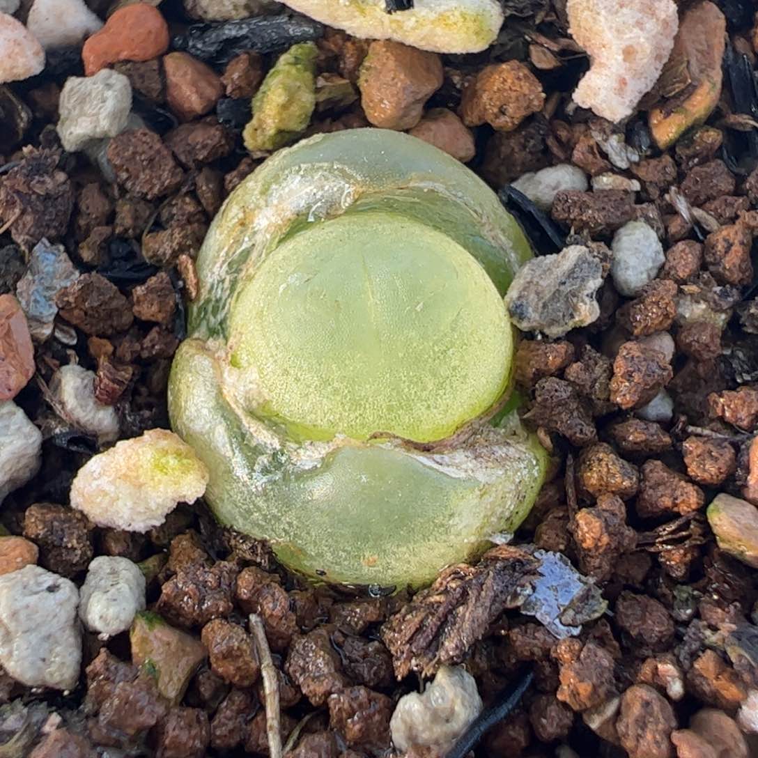 096多肉植物百科
