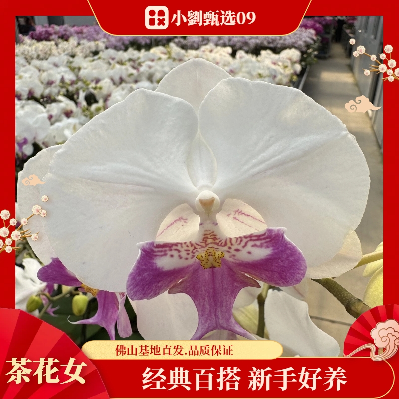 【茶花女09】精美蝴蝶兰花卉盆栽佛山基地批发直播次日达
