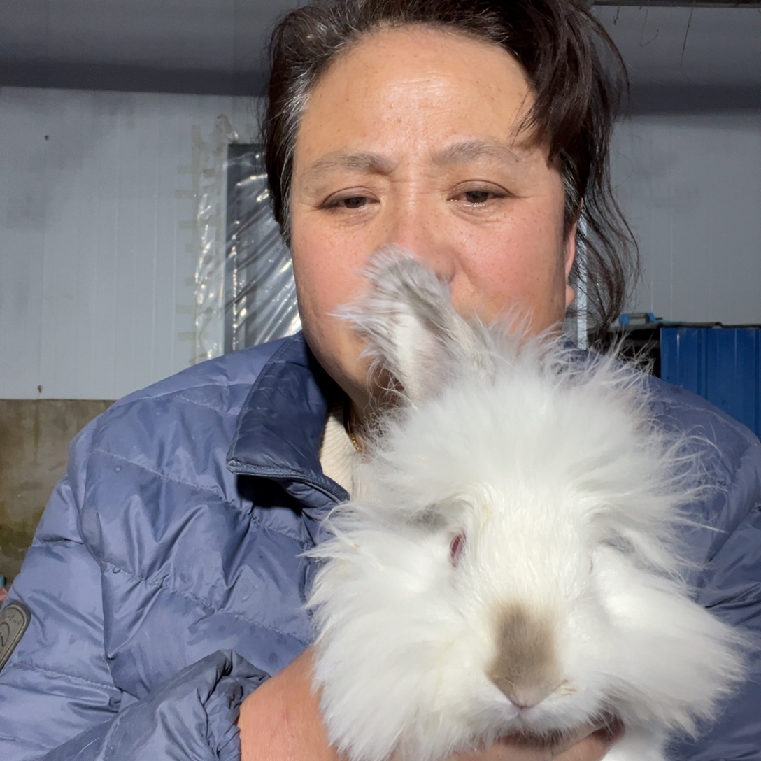 宠物兔英系安哥拉兔