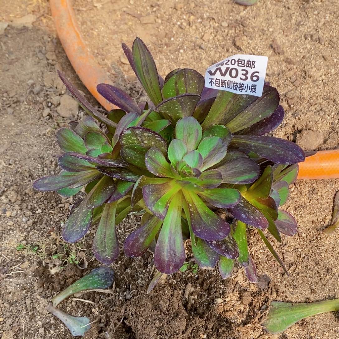 聪*妈036花月夜多肉法师锦