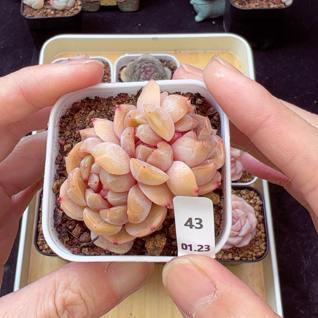 红恋43、哈哈哈哈