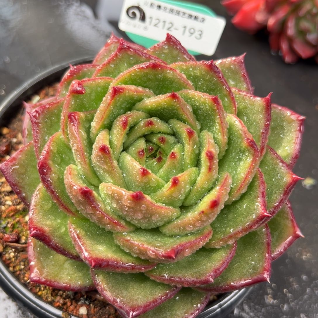 从前慢花园多肉编号1212-193