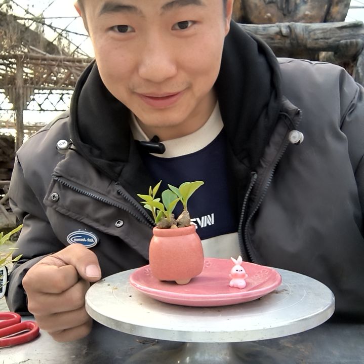 哒**！小盆景小植物一物一拍21