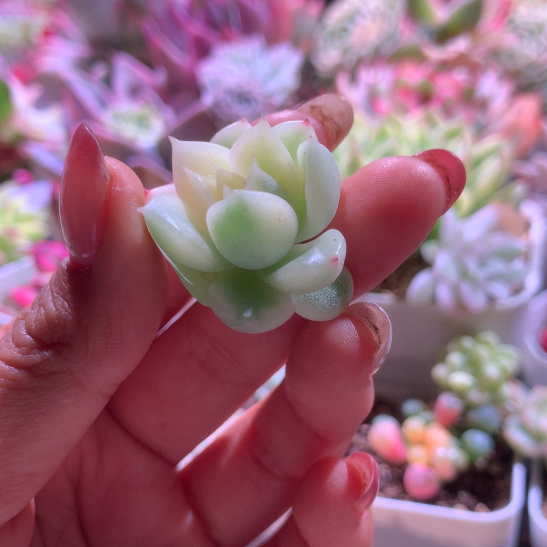 白玫瑰锦砍头无根