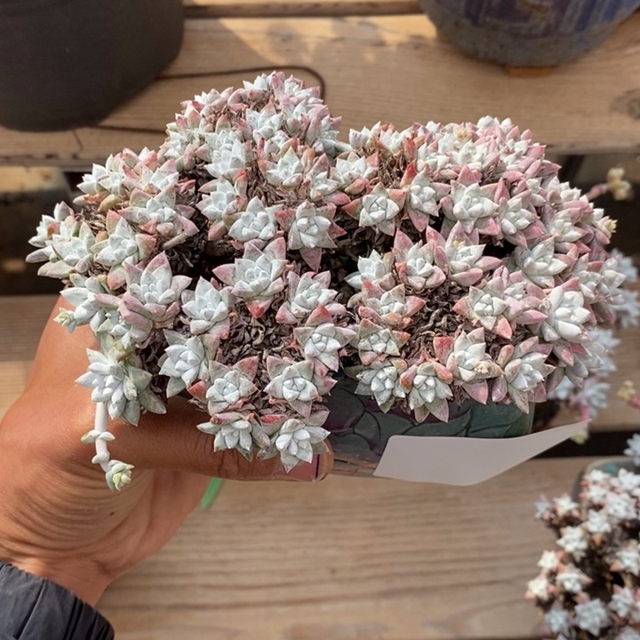 董****奇白菊多肉植物