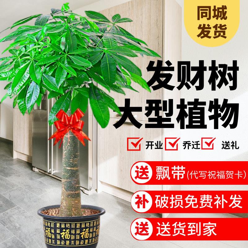 发财树大型客厅办公室摆放乔迁开业送礼招财绿植信封花束盆栽大棵